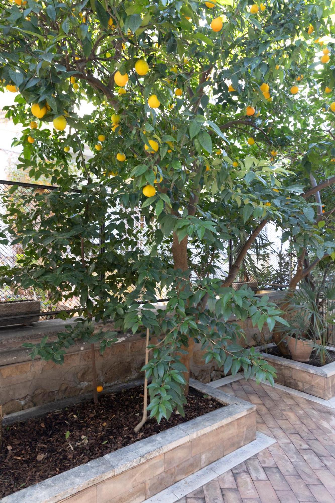 The Orange Garden Apartment Rome Luaran gambar